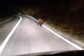 Medo trčao na cesti između Gruda i Posušja