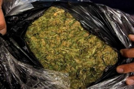 Zaplijenjeno 50 kilograma skanka
