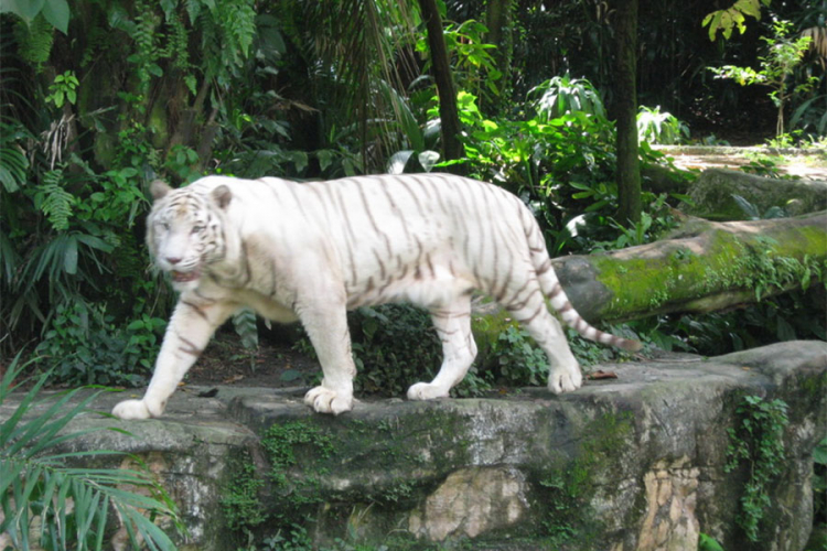 Tigar usmrtio čuvara