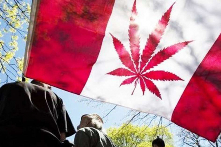 Posljednje pripreme za legalizaciju kanabisa u Kanadi