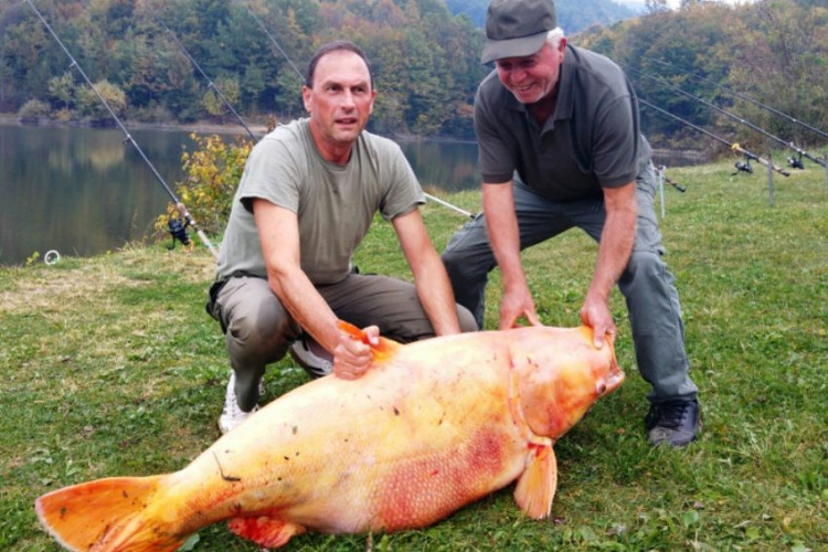 Prnjavorčanin upecao zlatnog tolstolobika teškog 62 kilograma