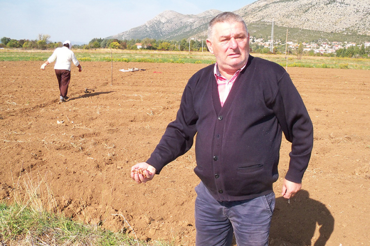 Vaso Milić, najveći proizvođač luka u istočnoj Hercegovini: Sav luk uspije prodati