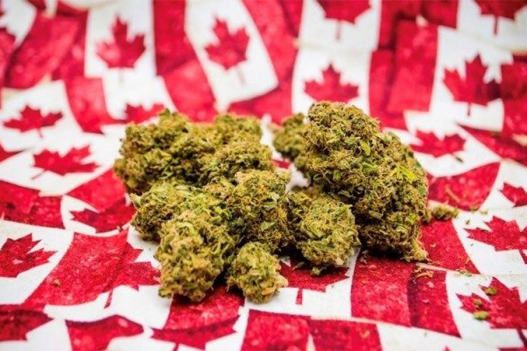 Legalizacija kanabisa otvorila nova radna mjesta u Kanadi
