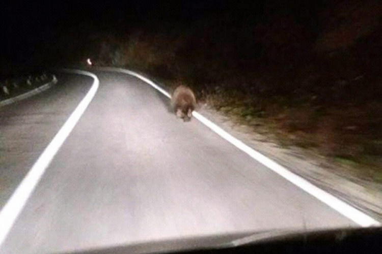 Medo trčao na cesti između Gruda i Posušja