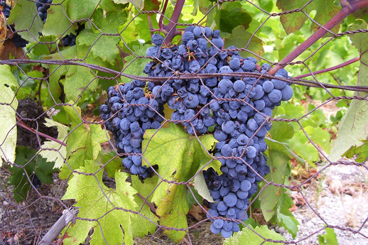 Ukrao 400 kg grožđa