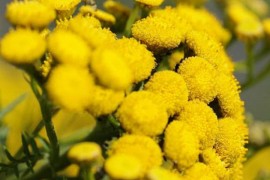 Nema više berbe smilja u Hercegovini, napušteno hiljade plantaža