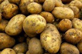 Krompir u Hrvatskoj drastično poskupio za godinu dana