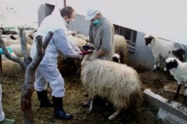 Od bruceloze u FBiH oboljelo 300 lica