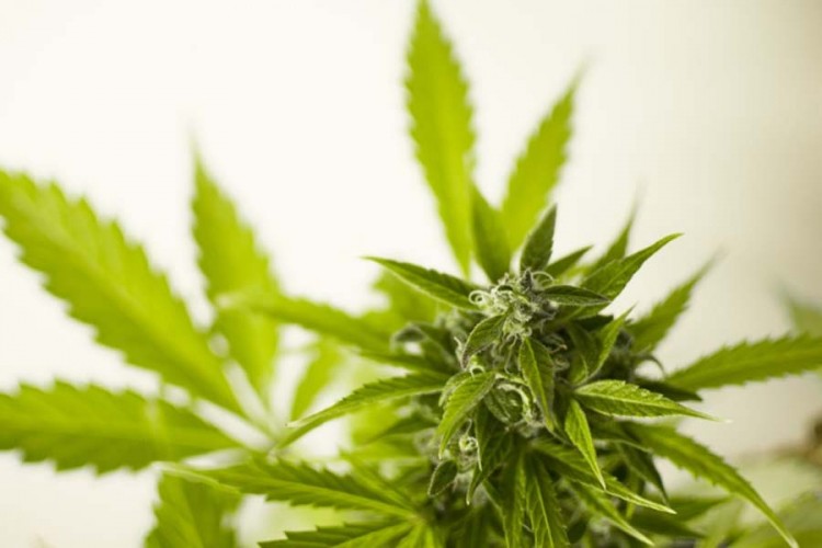 Velika Britanija legalizovala upotrebu kanabisa u medicinske svrhe