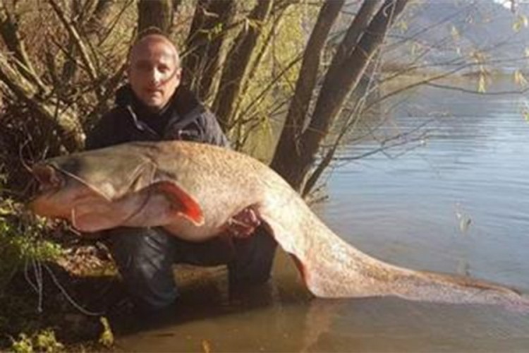 U Zvorničkom jezeru ulovio soma teškog 60 kilograma