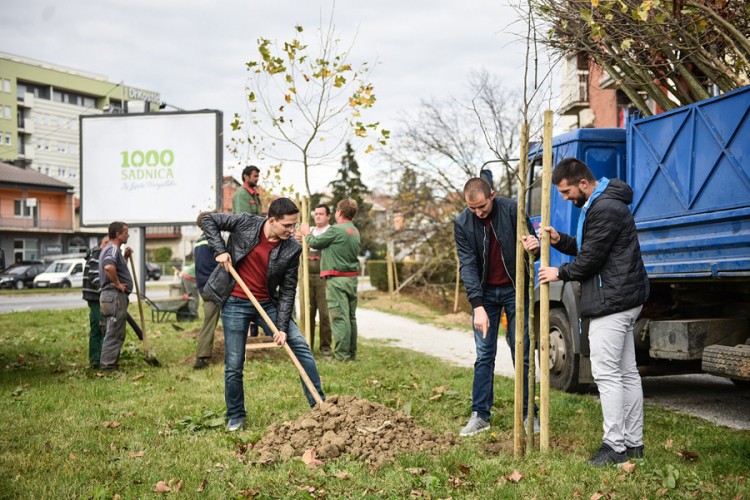 Posađeni platani uz Zapadni tranzit u Banjaluci