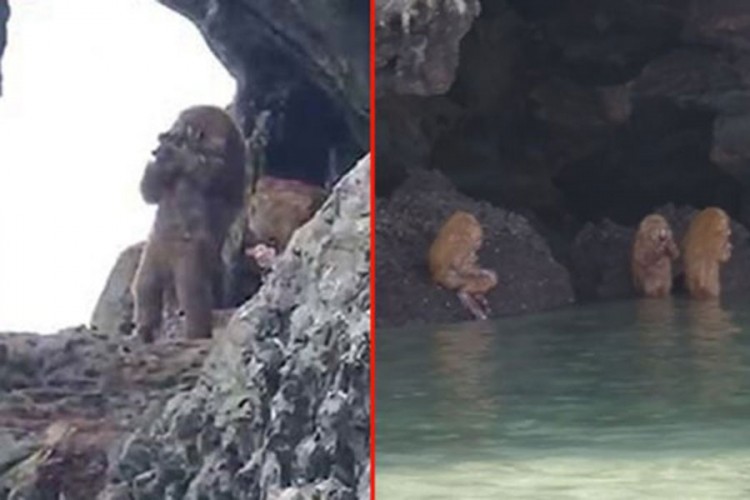 Pola ljudi, pola majmuni snimljeni na Tajlandu