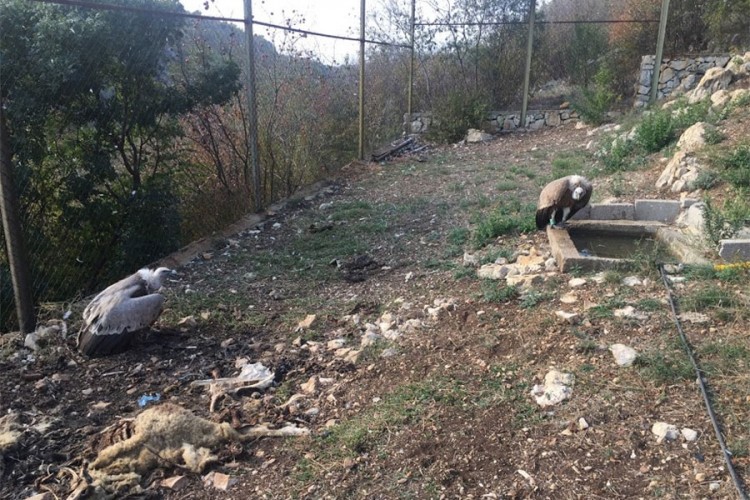 Uginuli posljednji bjeloglavi supovi u BiH