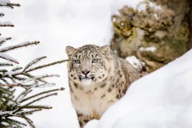 Leopard usmrtio budističkog monaha