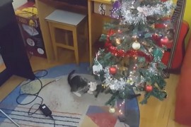 Urnebesni susreti mačaka s jelkama