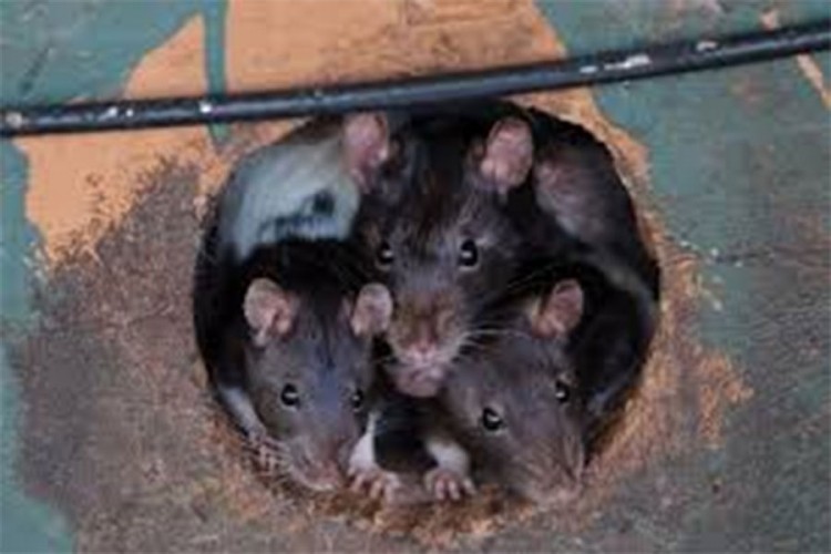Vašington vodi rat protiv pacova