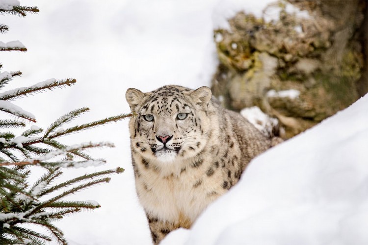Leopard usmrtio budističkog monaha