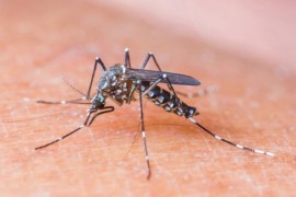 Naučnici razvijaju lijek za kontrolu rađanja komaraca