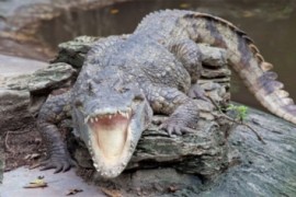 Naučnicu u Indoneziji pojeo krokodil