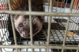 Životinja koja se smatra neuhvatljivom: Kod Prozora ulovljena dva ...