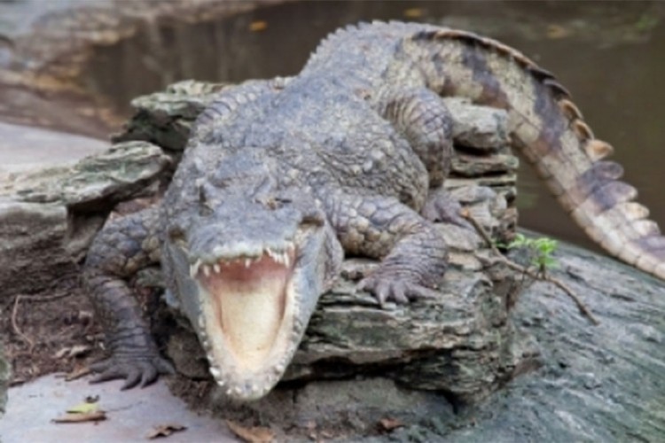Naučnicu u Indoneziji pojeo krokodil
