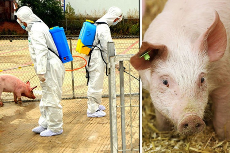 Farme "drhte" zbog afričke kuge