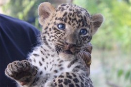 Pronašli leoparda u prtljagu na indijskom aerodromu