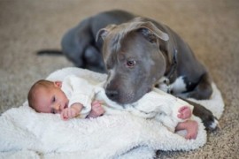 Pit bul spasio bebu iz zapaljenog stana