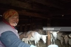 Policija sinoć Gačića tražila i među kozama