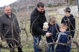 Rezidba na Svetog Trifuna u vinogorju "Podruma Vukoje 1982"