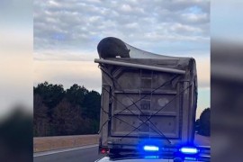 Medvjed se zaglavio u kamionu i provozao