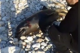 Kod Budve pronađen mrtav delfin, najvjerovatnije ubijen