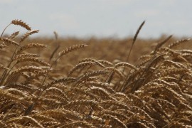 Prva prihrana strnih žita za desetak dana