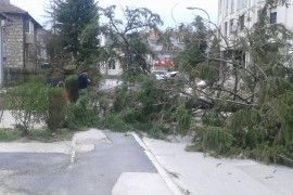 Vozači oprez: Moguće urušavanje stabala i grana na kolovoz