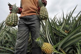 Pola tone kokaina krili u ananasu i dekorativnim figurama