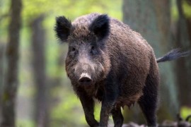 Monitoring divljih svinja na prisustvo afričke kuge