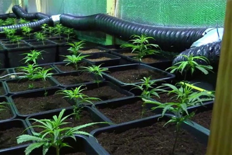 Srpkinja vođa narko klana u Španiji, na plantažama marihuane radili Srbi, Bugari i Španci