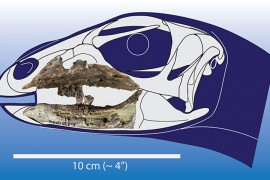 Otkriven dinosaurus s vilicom koja liči na prevrnutu galiju