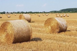 Izgorjelo 50 rolo bala sijena