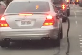 Iščupao crijevo na pumpi pa nastavio da vozi bezbrižno