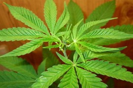 Hrvatska dala zeleno svjetlo za uzgoj medicinskog kanabisa