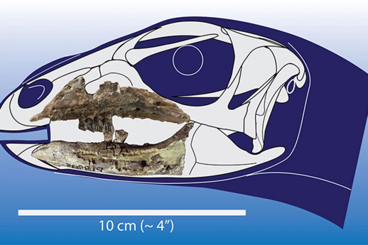 Otkriven dinosaurus s vilicom koja liči na prevrnutu galiju