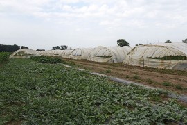 Klaster spas za povrtare i prerađivače