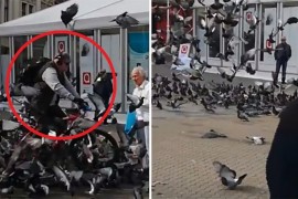 Širi se video bicikliste koji gazi jato i ubija nekoliko golubova u ...