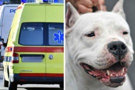 Ovi doktori su spasili bebu koju je za glavu ugrizla doga: Sada je ...