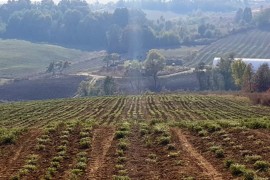 Na tržište Evrope isporučene četiri tone ljekovitog bilja