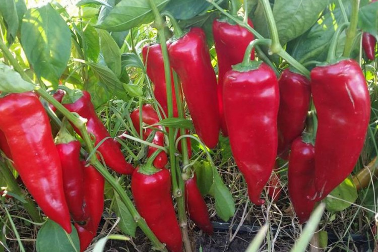 Paprika ajvaruša "zlatna koka" za ratare