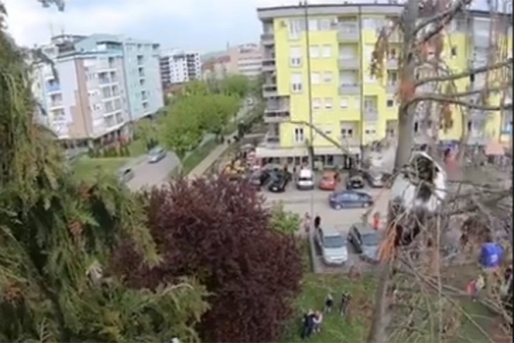 Banjalučki vatrogasci spašavaju mačku iz krošnje drveta