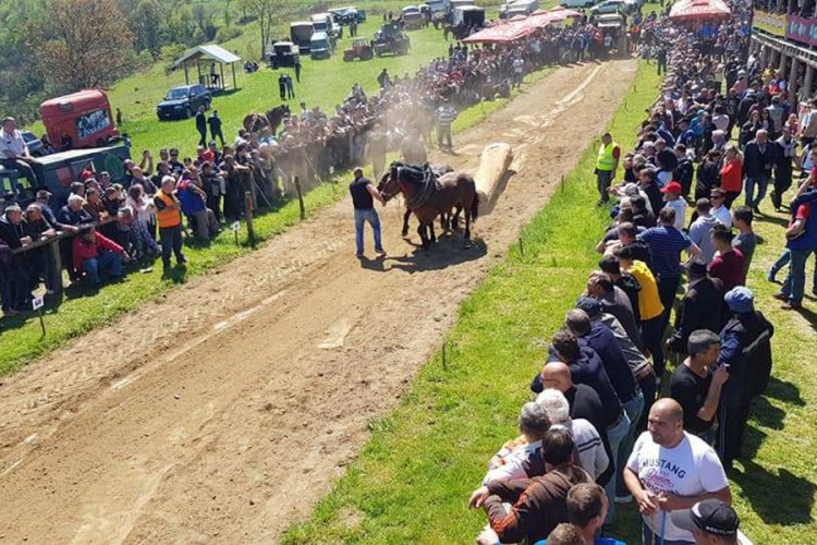 Publika uživala u upregnutoj snazi i ljepoti konja