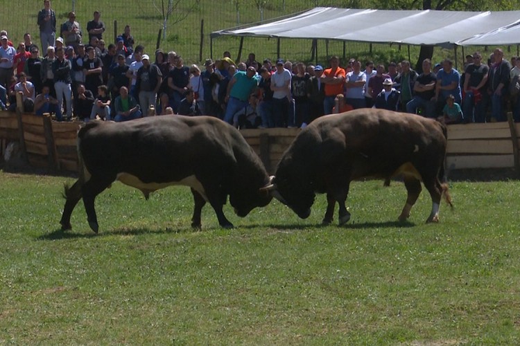 Korida kod Sanskog Mosta: Brizan jači od Medonje